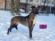 ELLI3, Hund, Mischlingshund in Russische Föderation - Bild 7