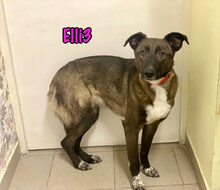 ELLI3, Hund, Mischlingshund in Russische Föderation - Bild 8
