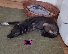ELLI3, Hund, Mischlingshund in München - Bild 10