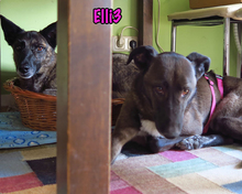 ELLI3, Hund, Mischlingshund in München - Bild 12