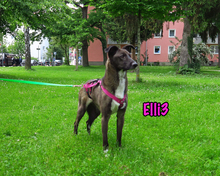 ELLI3, Hund, Mischlingshund in München - Bild 13