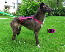 ELLI3, Hund, Mischlingshund in München - Bild 15