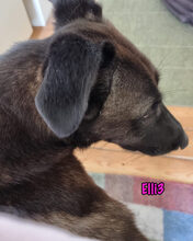 ELLI3, Hund, Mischlingshund in München - Bild 18