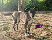 ELLI3, Hund, Mischlingshund in München - Bild 19