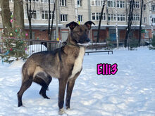ELLI3, Hund, Mischlingshund in München - Bild 23