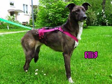 ELLI3, Hund, Mischlingshund in München - Bild 4
