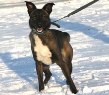 ELLI3, Hund, Mischlingshund in München - Bild 6
