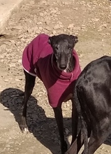 AURA, Hund, Galgo Español in Spanien - Bild 5