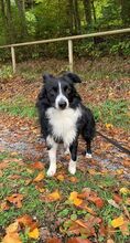 PACCO, Hund, Border Collie-Mix in Bad Herrenalb - Bild 3