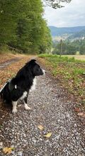 PACCO, Hund, Border Collie-Mix in Bad Herrenalb - Bild 4