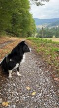 PACCO, Hund, Border Collie-Mix in Bad Herrenalb - Bild 8