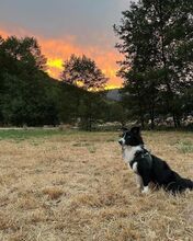 PACCO, Hund, Border Collie-Mix in Bad Herrenalb - Bild 9