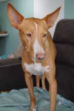 PUDDING, Hund, Mischlingshund in Spanien - Bild 12