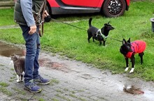 ALLY, Hund, Mischlingshund in Brest - Bild 8