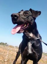 LUCERO, Hund, Labrador-Mix in Spanien - Bild 1