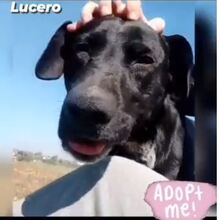LUCERO, Hund, Labrador-Mix in Spanien - Bild 10