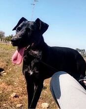 LUCERO, Hund, Labrador-Mix in Spanien - Bild 3
