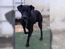 LUCERO, Hund, Labrador-Mix in Spanien - Bild 7