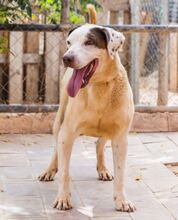 COCO, Hund, Mischlingshund in Spanien - Bild 10