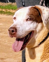 COCO, Hund, Mischlingshund in Spanien - Bild 5