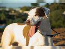 COCO, Hund, Mischlingshund in Spanien - Bild 7