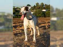 COCO, Hund, Mischlingshund in Spanien - Bild 8