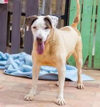 COCO, Hund, Mischlingshund in Spanien - Bild 9