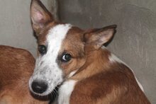 MEREN, Hund, Mischlingshund in Spanien - Bild 2