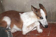 MEREN, Hund, Mischlingshund in Spanien - Bild 4