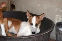 MEREN, Hund, Mischlingshund in Spanien - Bild 6