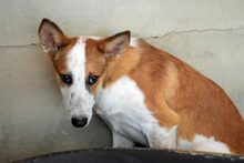 MEREN, Hund, Mischlingshund in Spanien - Bild 9