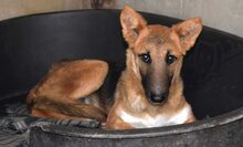 DERO, Hund, Mischlingshund in Spanien - Bild 1