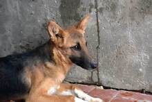 DERO, Hund, Mischlingshund in Spanien - Bild 11