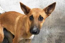 DERO, Hund, Mischlingshund in Spanien - Bild 12
