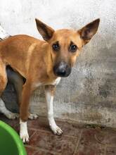 DERO, Hund, Mischlingshund in Spanien - Bild 13