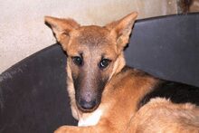 DERO, Hund, Mischlingshund in Spanien - Bild 2