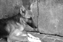DERO, Hund, Mischlingshund in Spanien - Bild 7