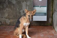 DERO, Hund, Mischlingshund in Spanien - Bild 8
