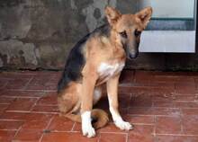 DERO, Hund, Mischlingshund in Spanien - Bild 9