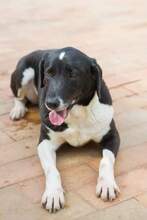 NADJA, Hund, Mastin Español in Spanien - Bild 3