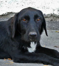 DINA, Hund, Mischlingshund in Bulgarien - Bild 1
