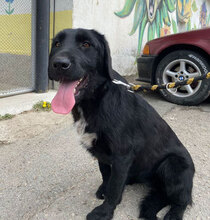 DINA, Hund, Mischlingshund in Bulgarien - Bild 11