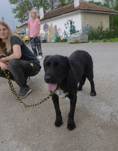DINA, Hund, Mischlingshund in Bulgarien - Bild 12