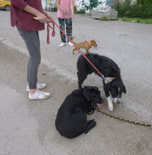 DINA, Hund, Mischlingshund in Bulgarien - Bild 14