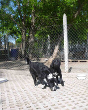 DINA, Hund, Mischlingshund in Bulgarien - Bild 15