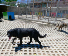 DINA, Hund, Mischlingshund in Bulgarien - Bild 16