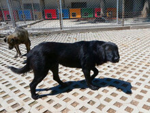 DINA, Hund, Mischlingshund in Bulgarien - Bild 17