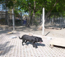 DINA, Hund, Mischlingshund in Bulgarien - Bild 18