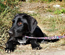 DINA, Hund, Mischlingshund in Bulgarien - Bild 3