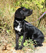 DINA, Hund, Mischlingshund in Bulgarien - Bild 4